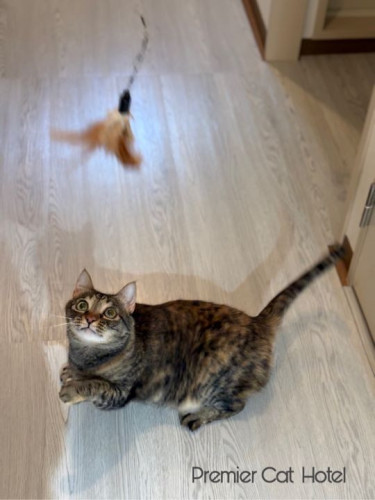 【猫専門ホテル】狙いを定めて…!👀✨