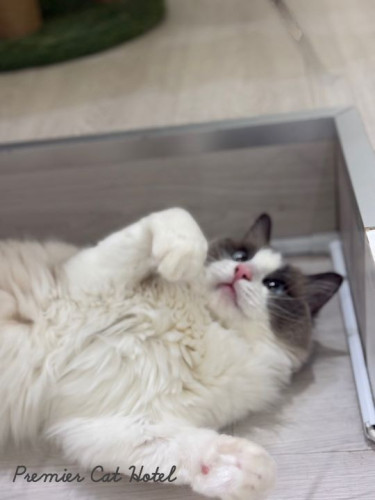 【猫専門ホテル】ごろん、とろける視線💙