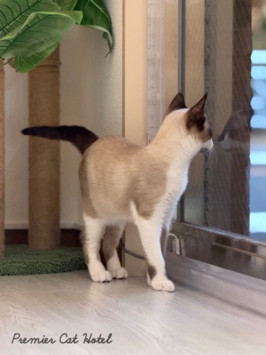 【猫専門ホテル】🐾お外に夢中な後ろ姿🚪✨