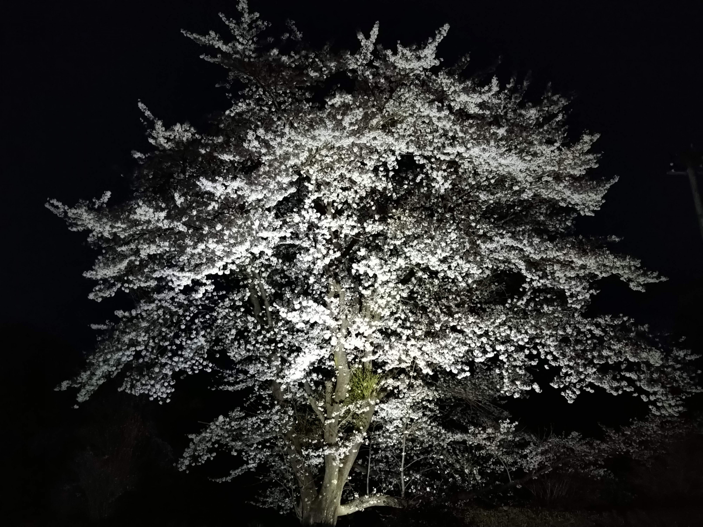 夜桜