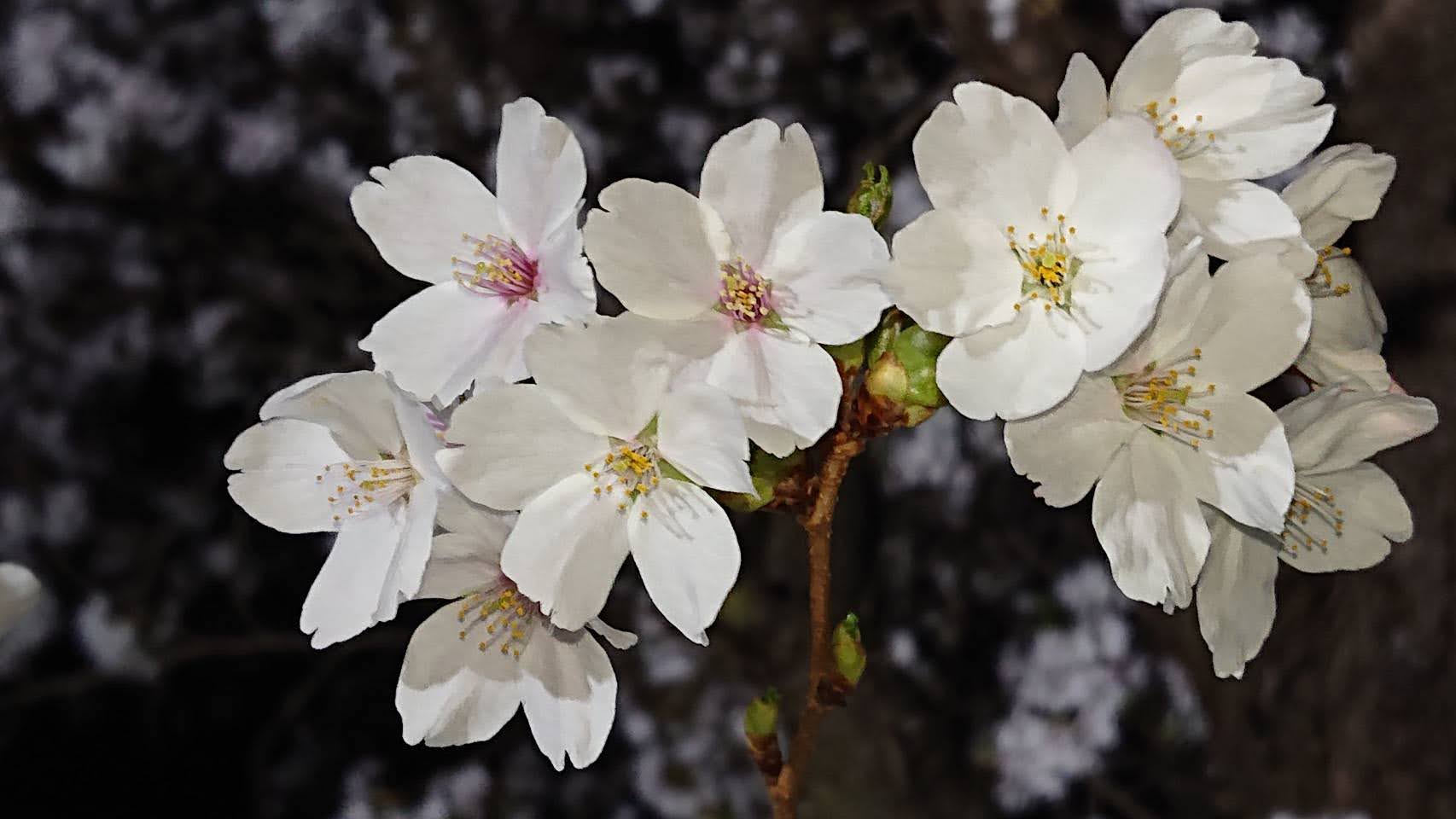 夜桜　花