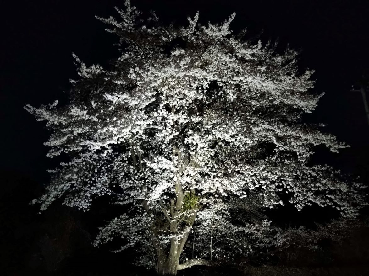 夜桜