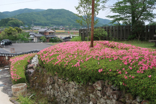 サツキを見に来て