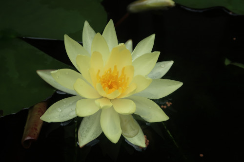 今年も睡蓮の花が咲きました