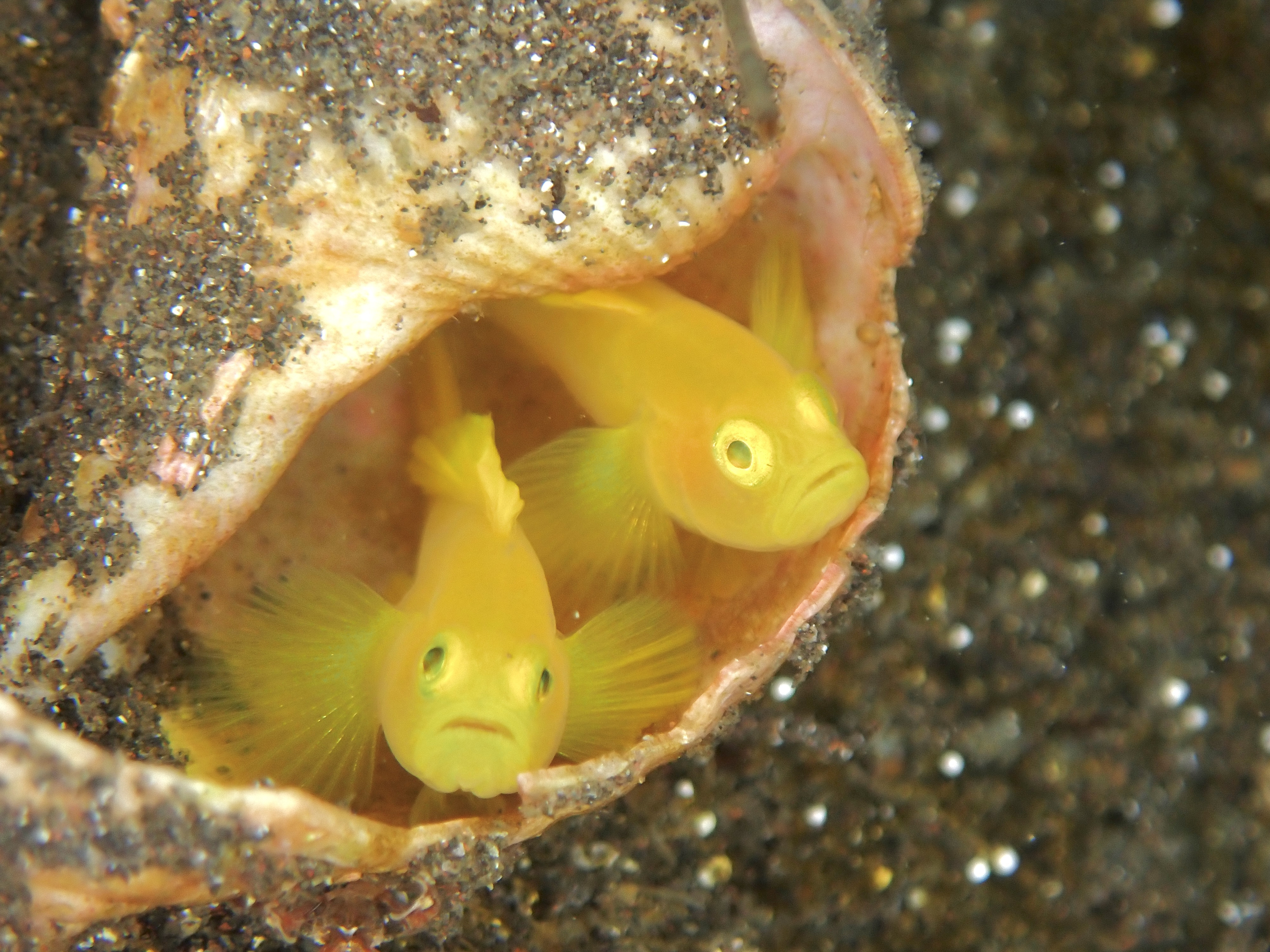 予約いっぱいです。