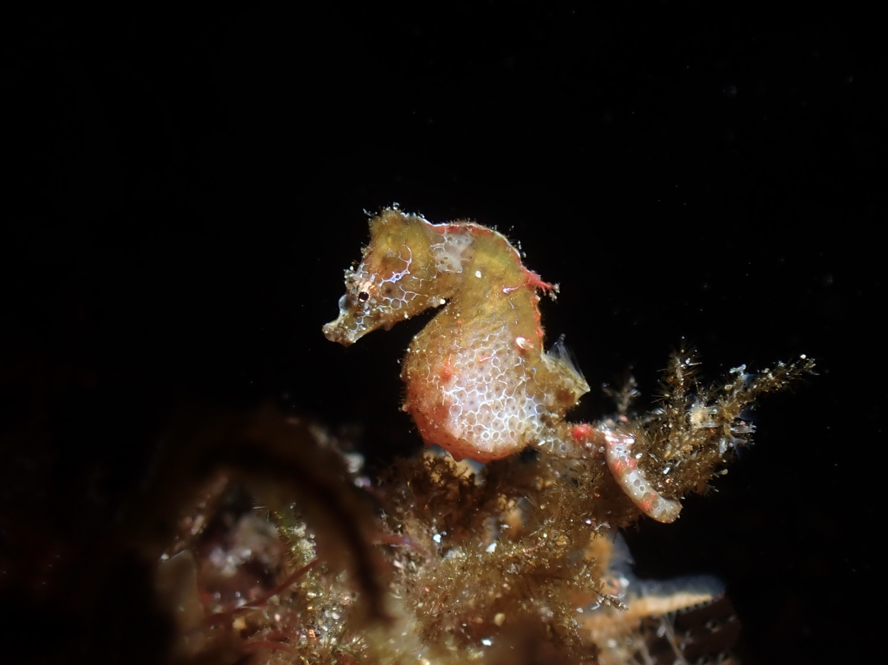 予約いっぱいです。