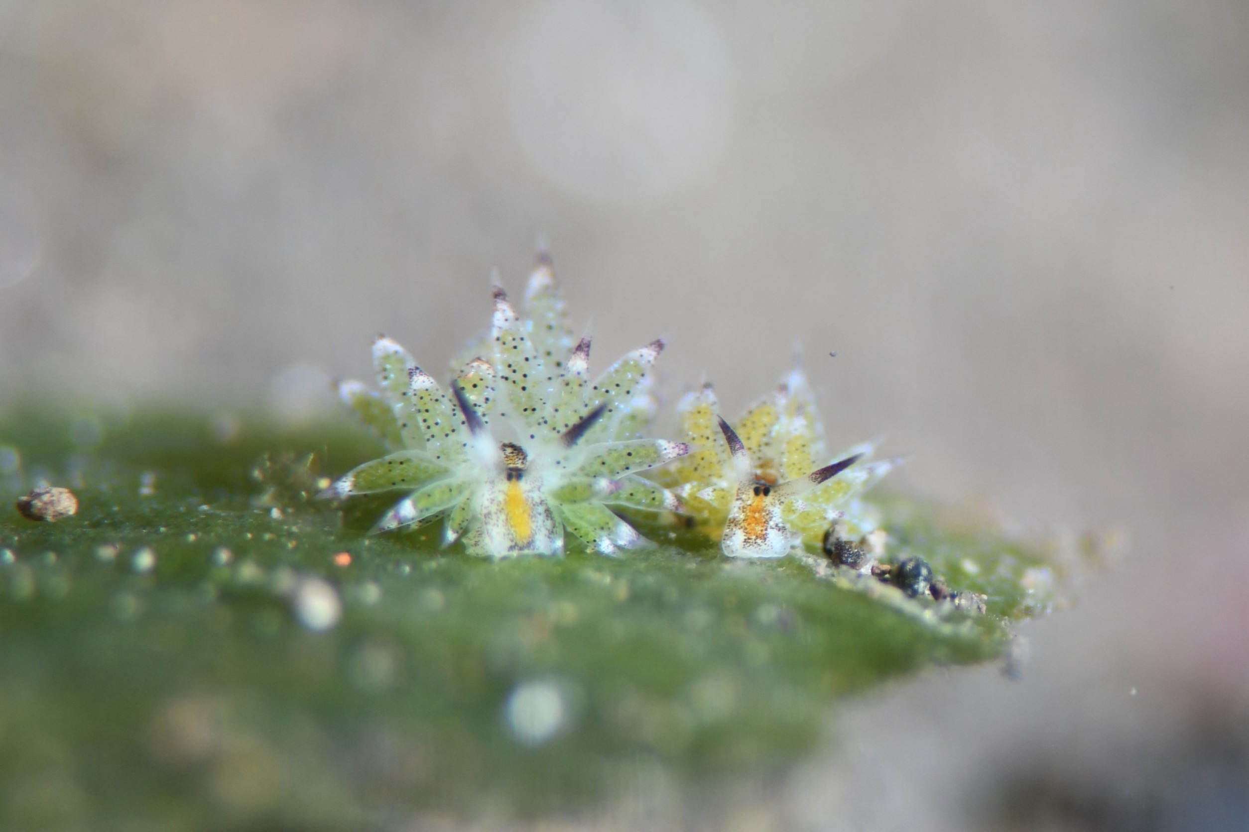 沖縄北部ダイビングツアー