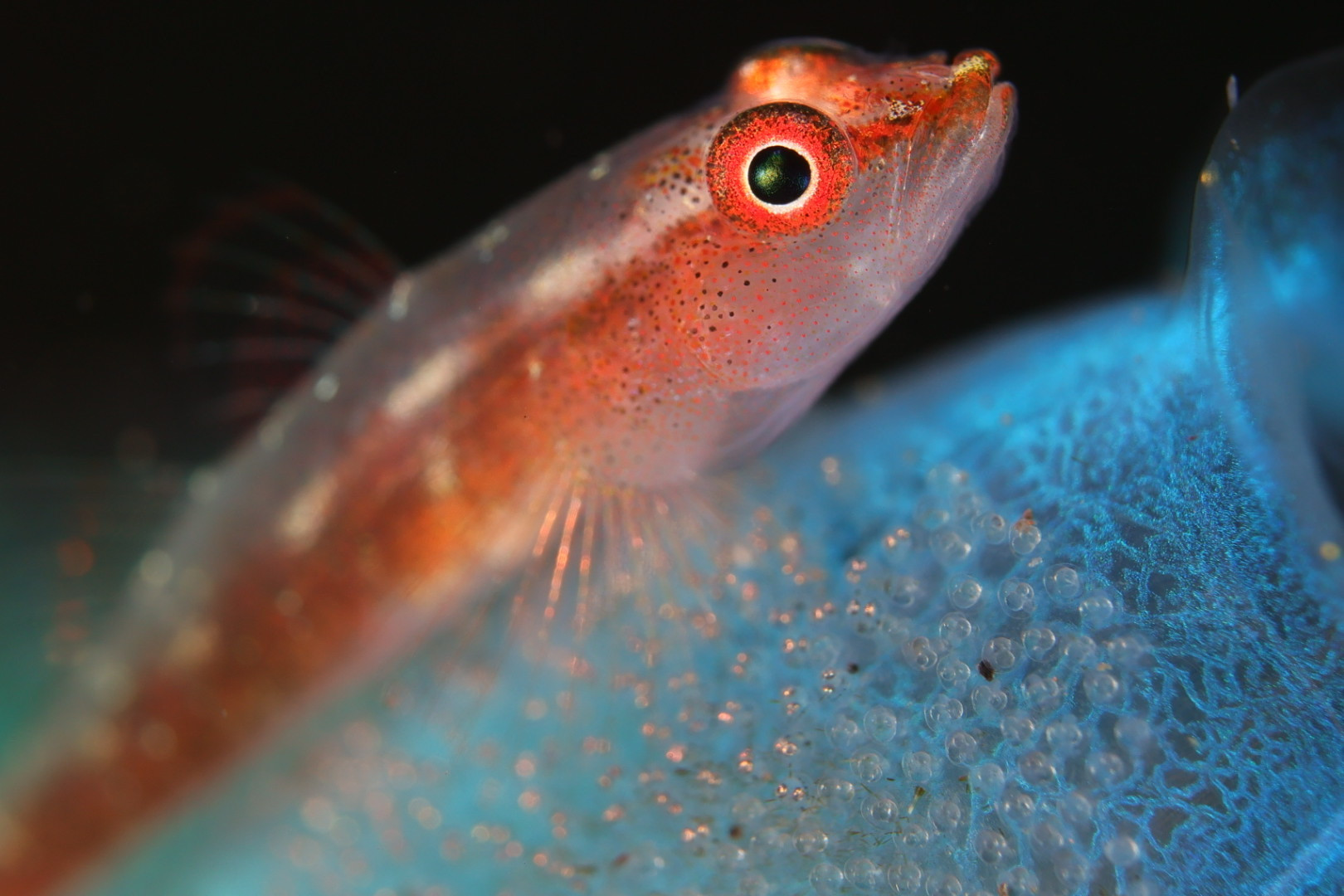 予約いっぱいです