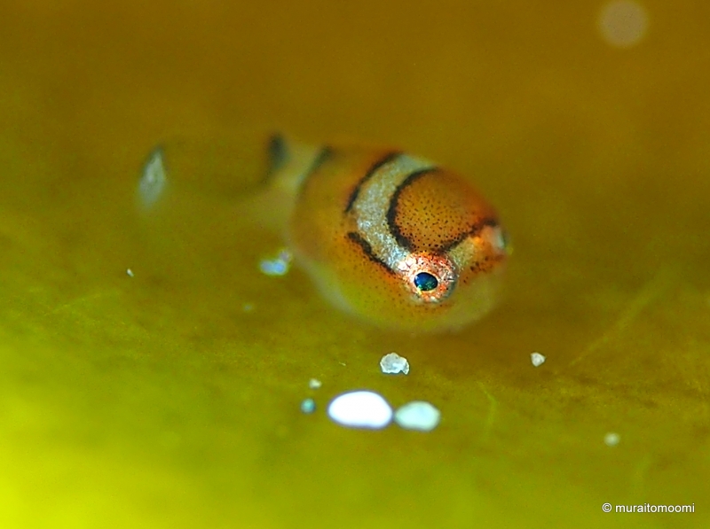 田後（たじり）ツアー