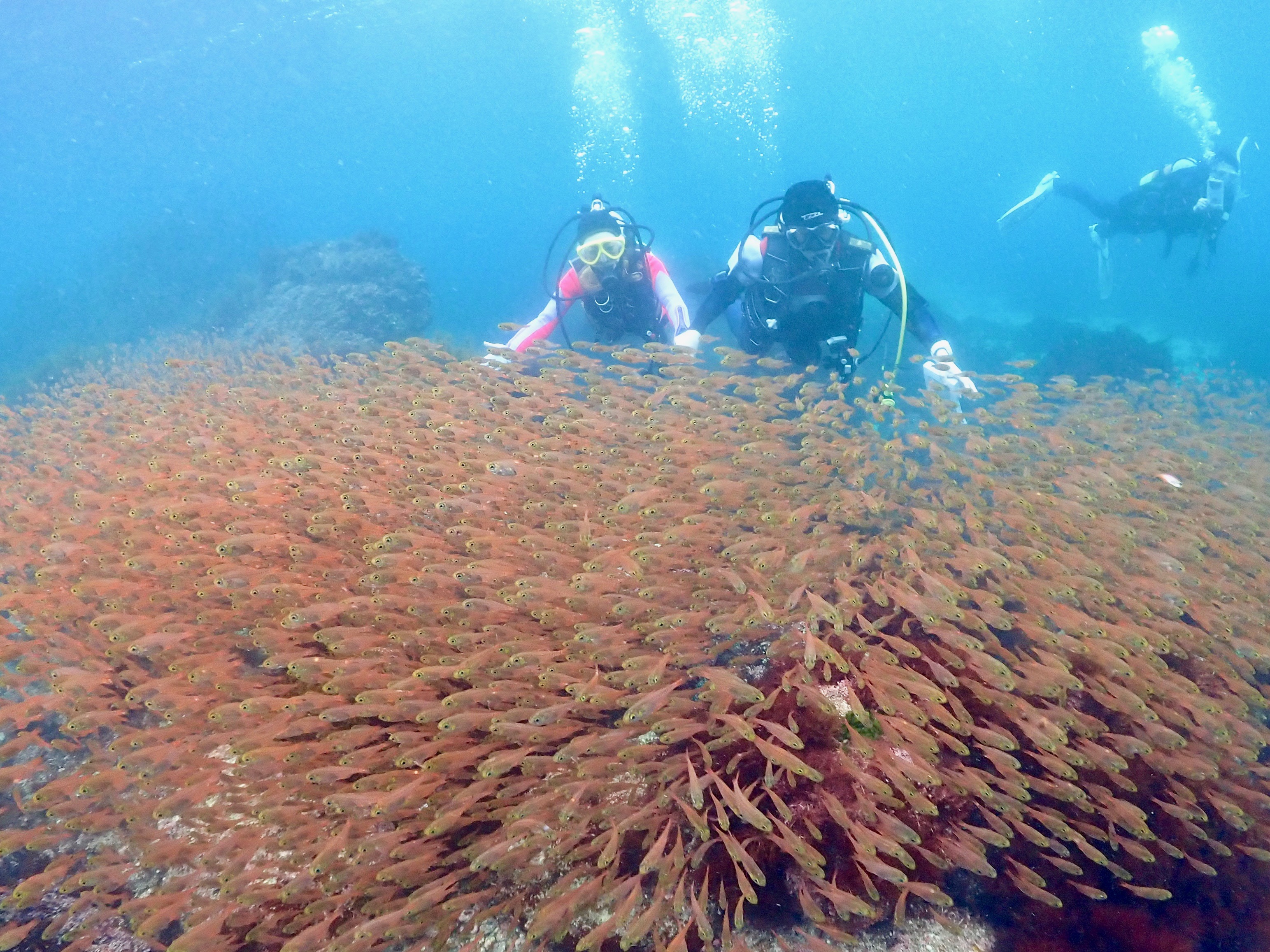 黄金崎のウオウオウォーズ