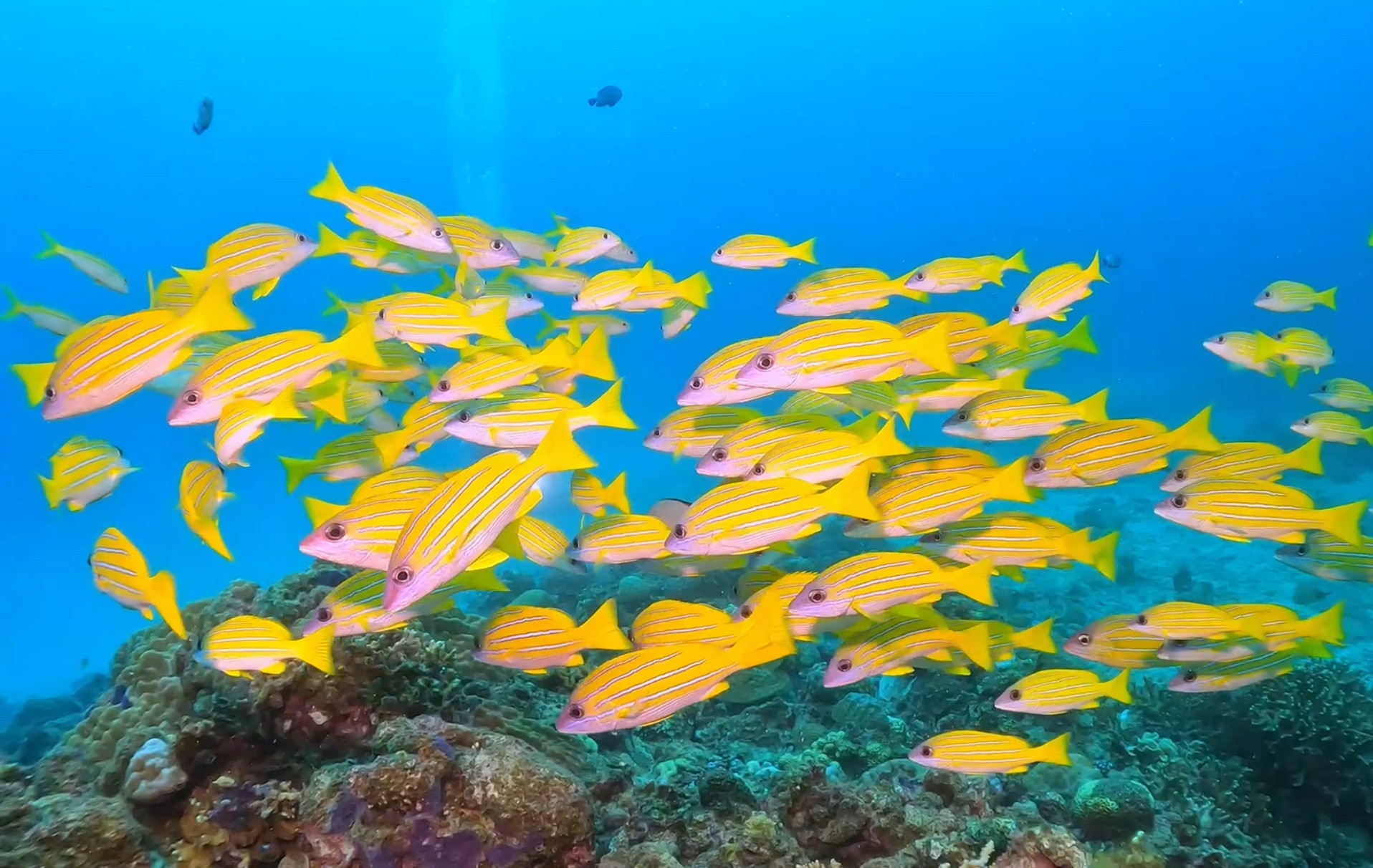 第一回目小笠原ツアー