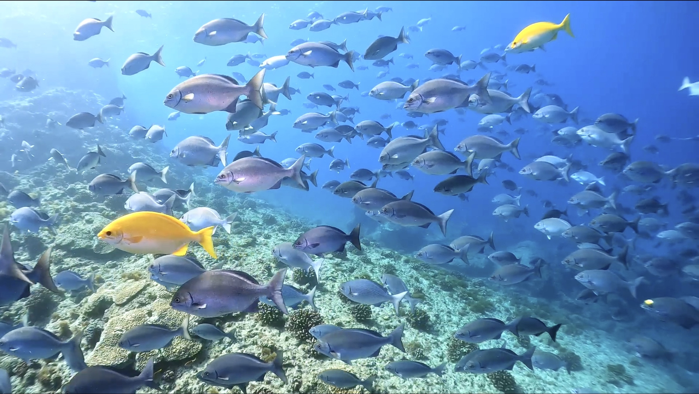 第二回目小笠原ツアー