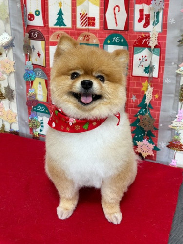 s-2025.12.15三輪サニー.jpg