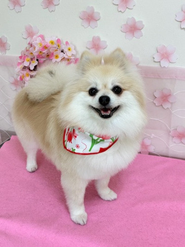 s-2026.4.10鈴木こむぎ.jpg