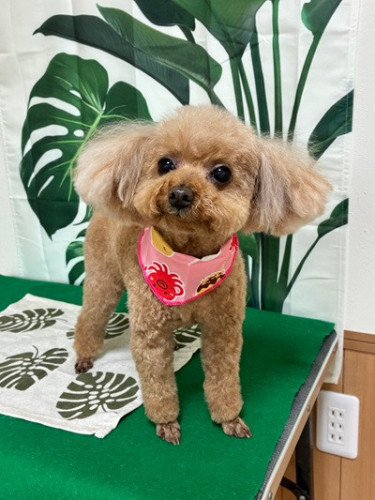 s-2026.4.30青沼チェルシー.jpg