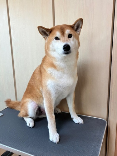 s-2026.5.18樋口まる.jpg