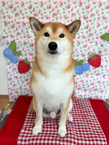 s-2026.6.17樋口まる.jpg