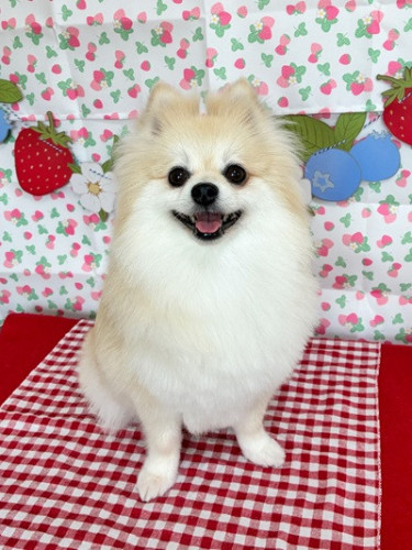 s-2026.6.19鈴木こむぎ.jpg