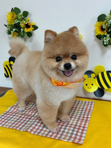 s-2026.8.5三輪サニー.jpg