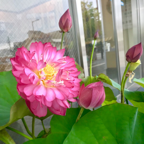 蓮の花がひらきました。
