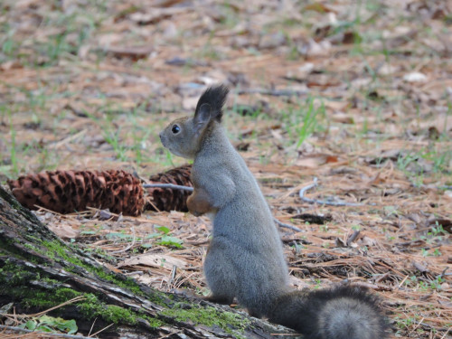 2-squirre.jpg