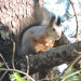 3-squirre.jpg