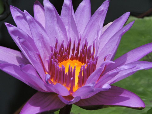 31-water-lily.jpg