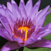 31-water-lily.jpg