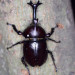 beetle-02.jpg