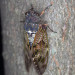 cicada-y-5.jpg