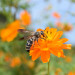 Flowers & insects-002b.jpg