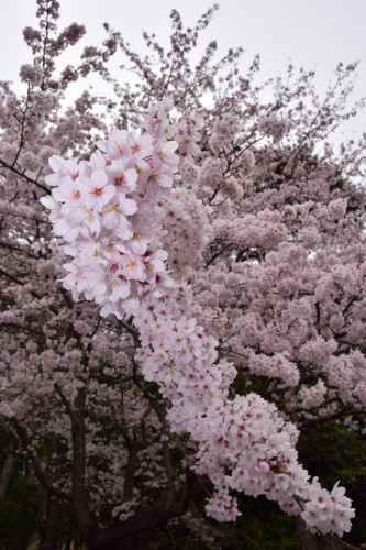 Full_bloom_of_the_cherry-5.jpg