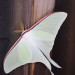 moth-04.jpg