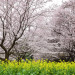 Rape_&_cherry_blossoms-1.jpg