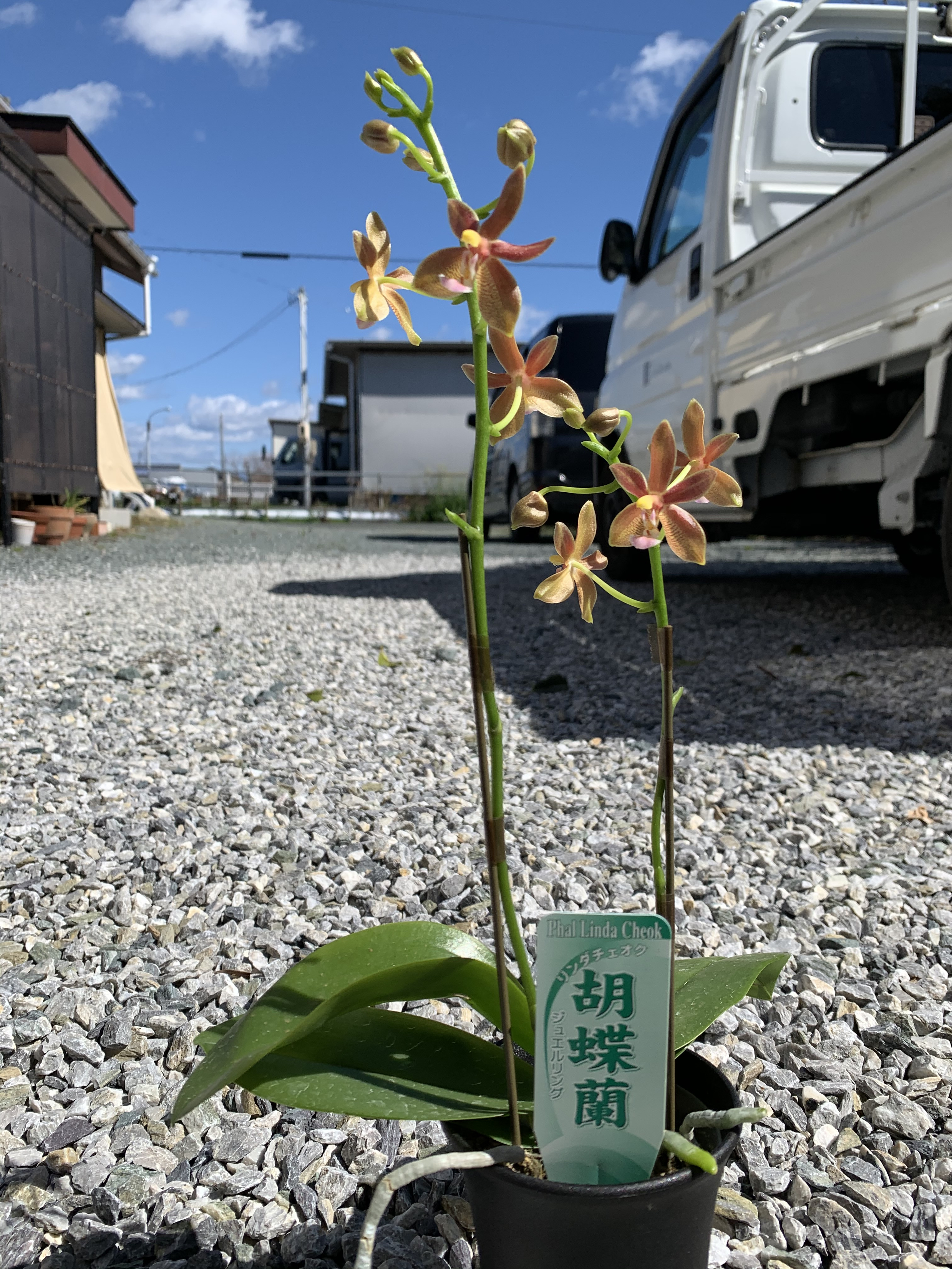 素敵な