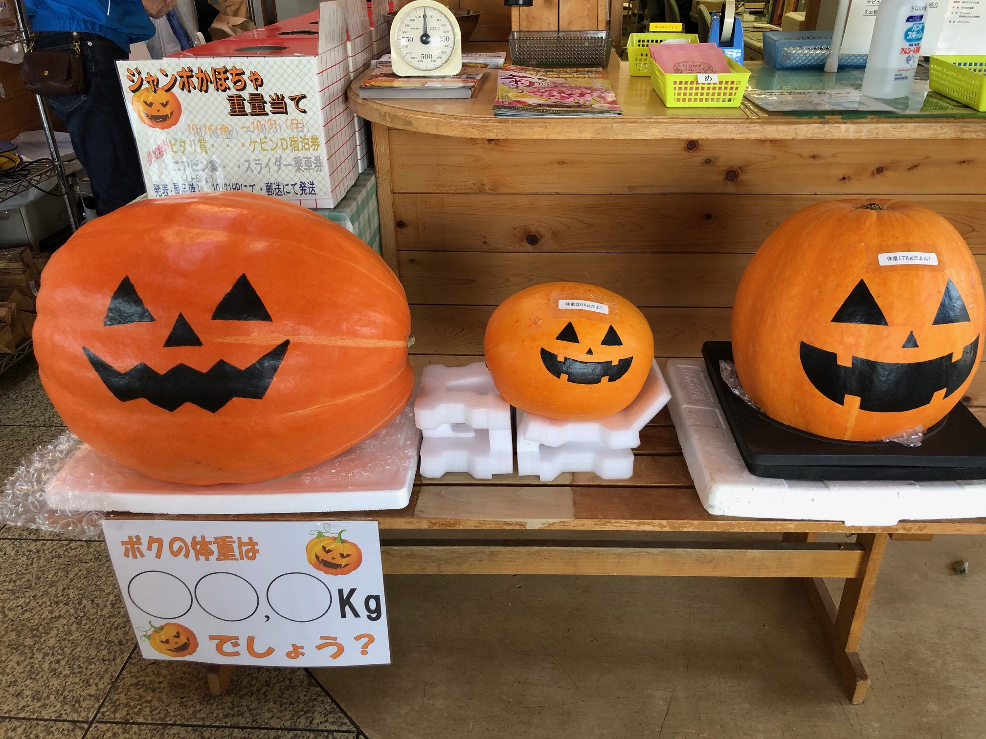ジャンボカボチャ重量当て開催中