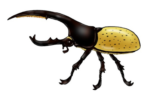 世界のクワガタ・カブトムシプレゼント(お知らせ)