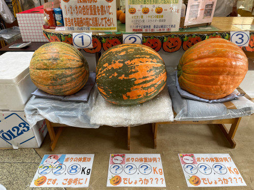 カボチャの重量当て!正解並びに当選者発表