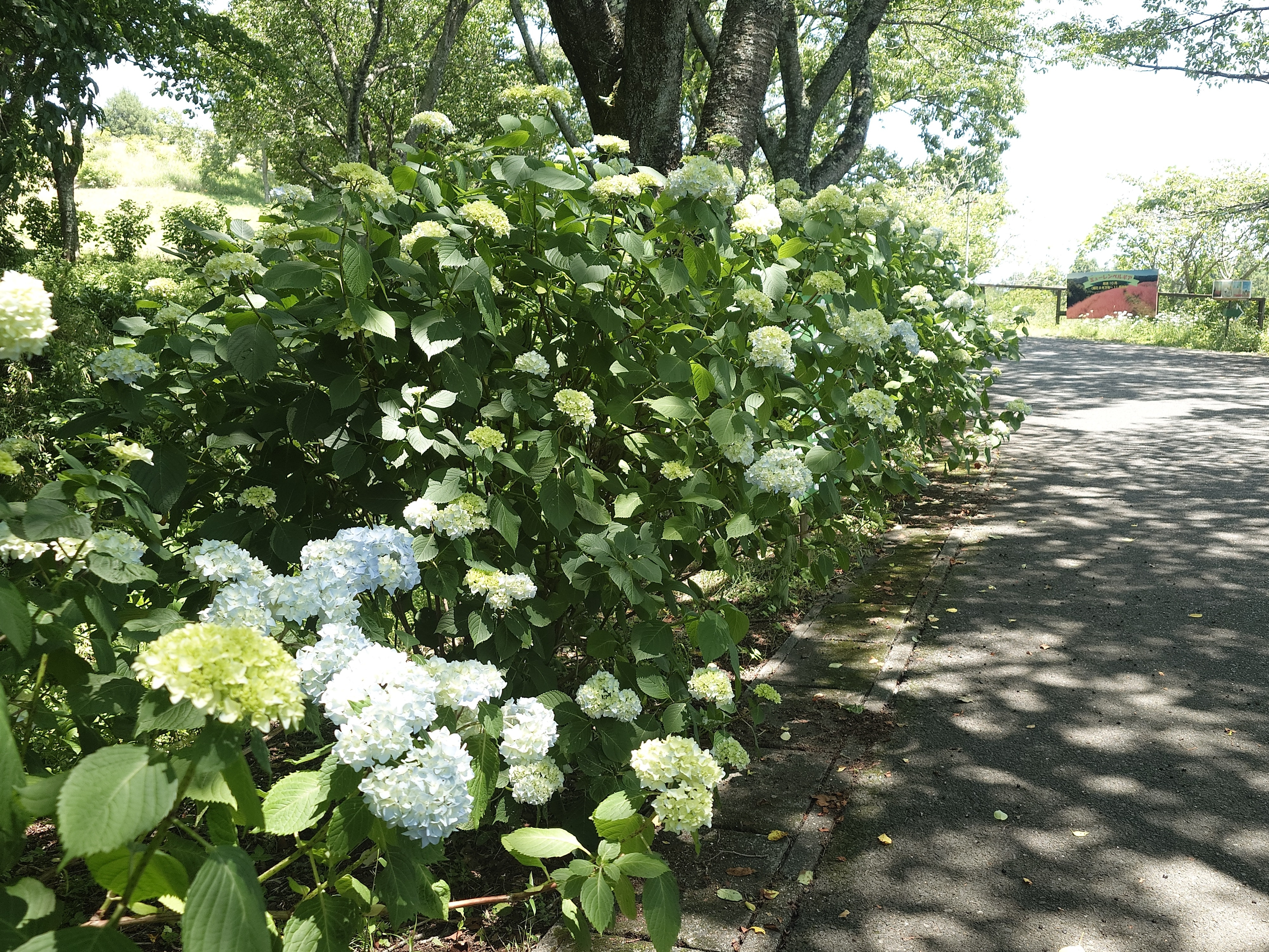 あじさい開花情報 ~咲き始め~