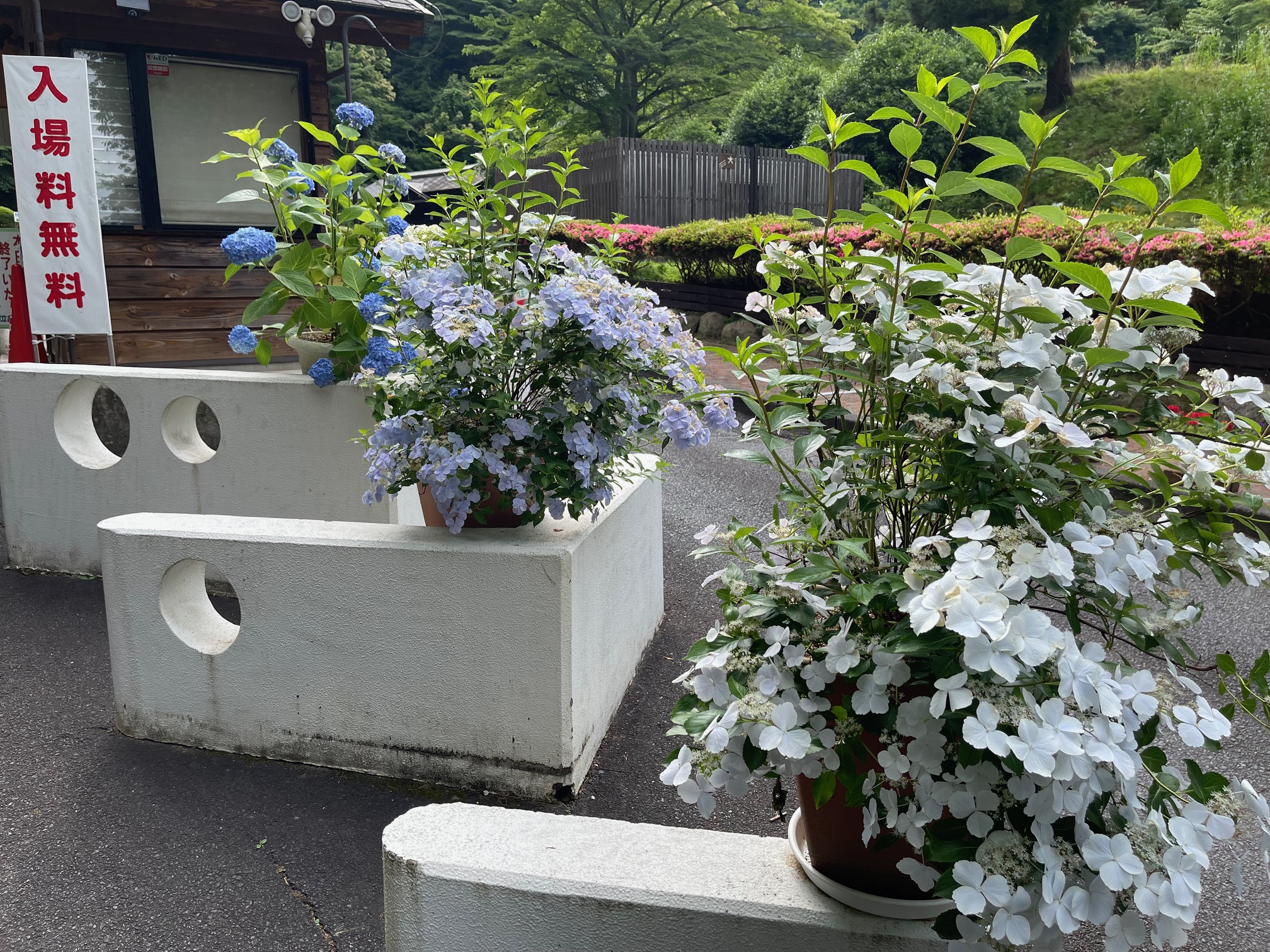 あじさい開花情報 ~咲き始め~