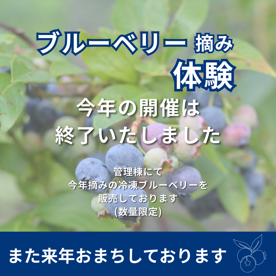 ブルーベリー摘み取り体験 終了のお知らせ