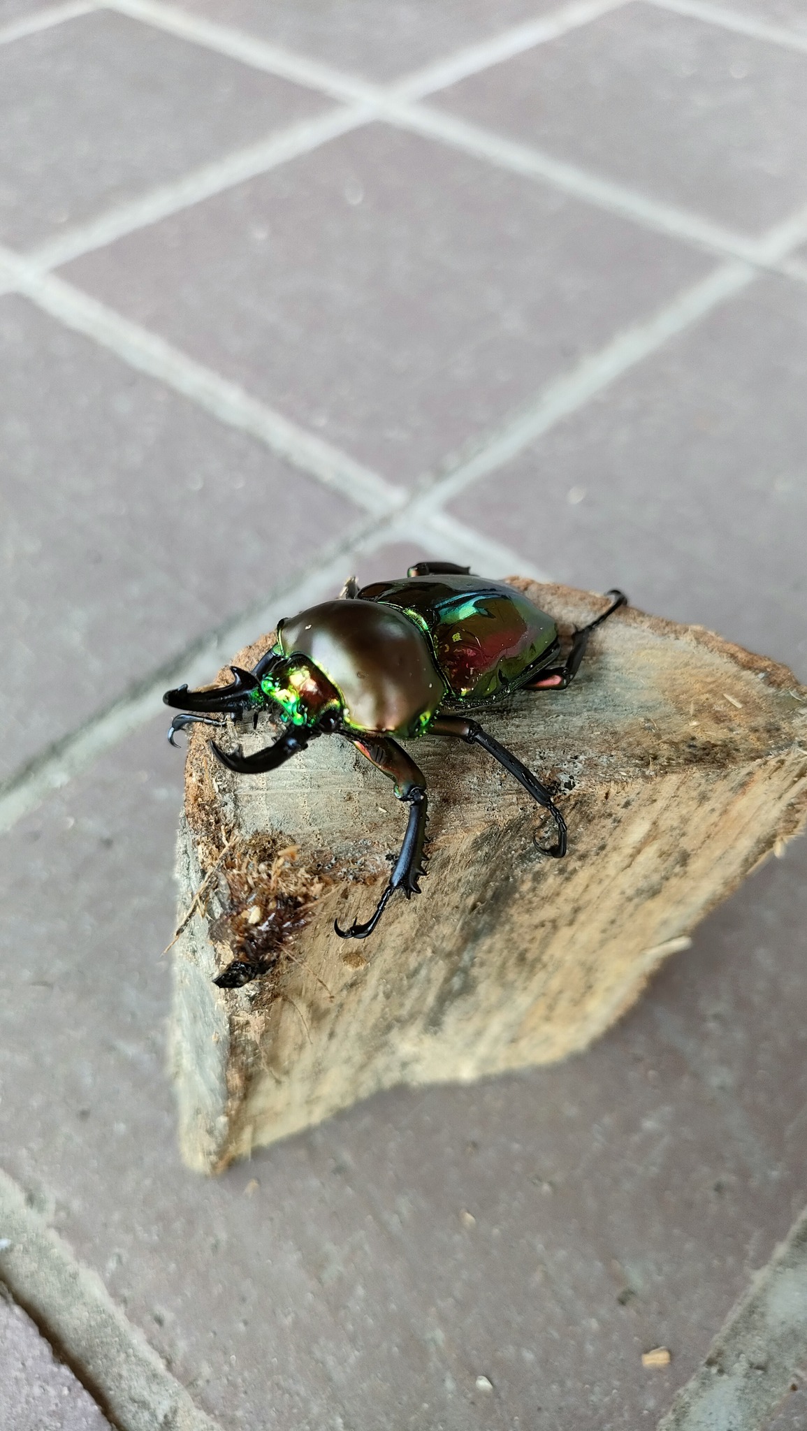 世界のクワガタ・カブトムシ展当選者のお知らせ