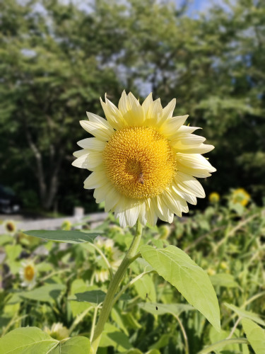 ひまわり切花販売会