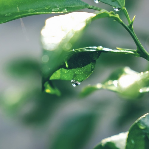 Refresh & Reconnect| 5月のシーズナル・アロマ