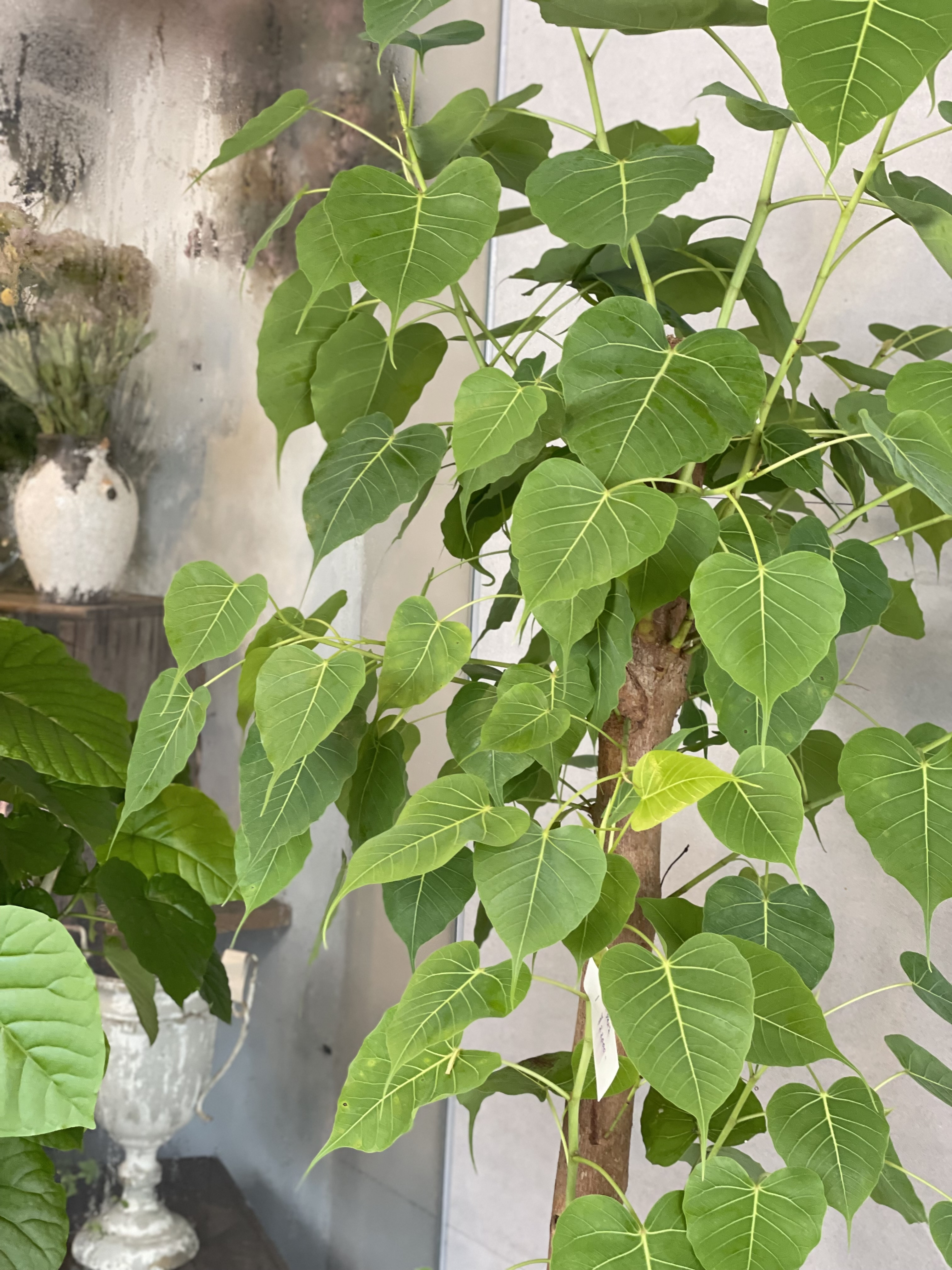 観葉植物
