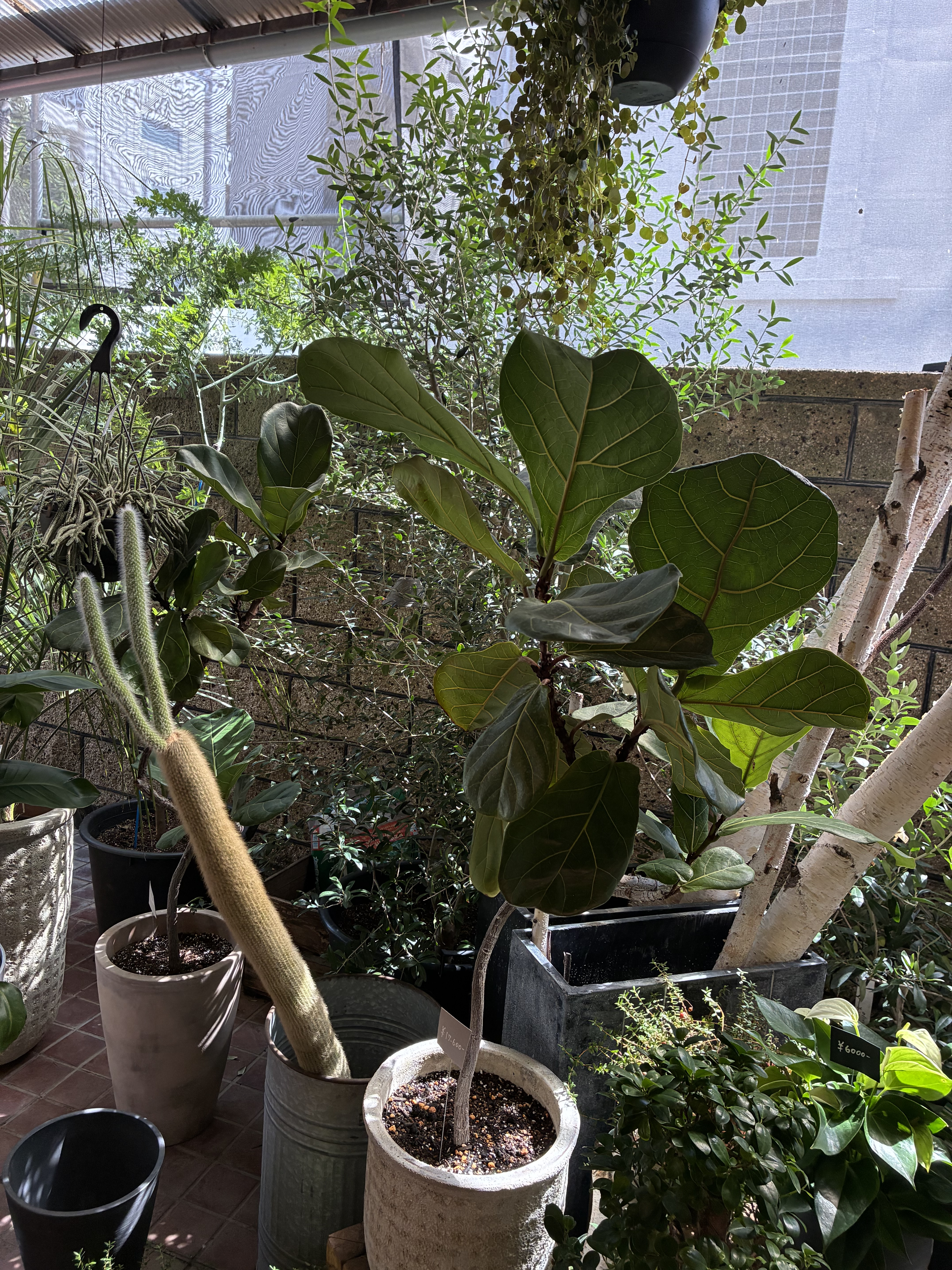 観葉植物
