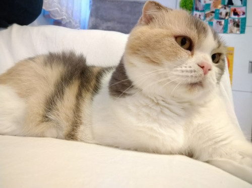 🌸🌸 ねこみみ総選挙2020結果 🌸🌸