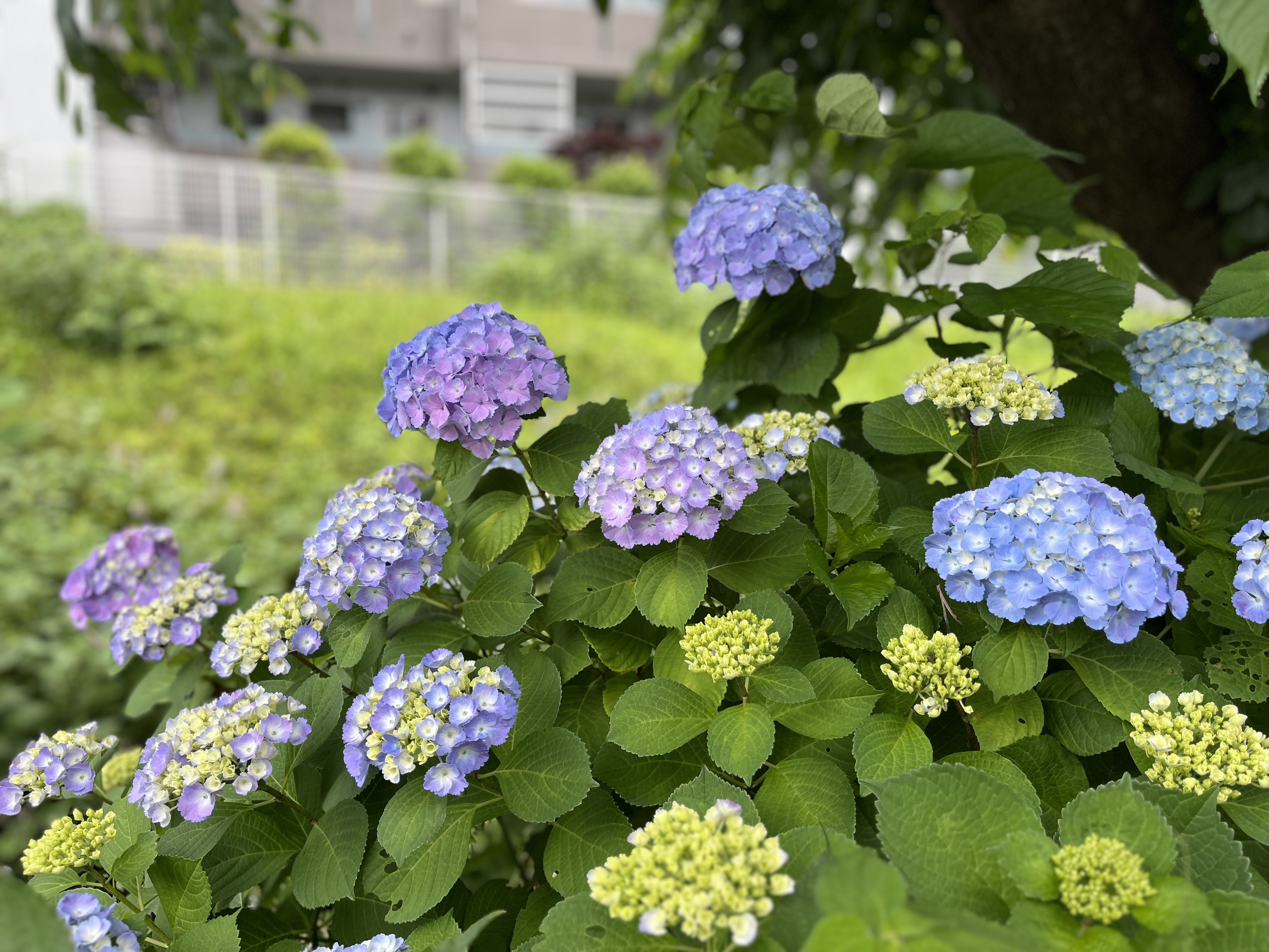 6月・7月のお休み