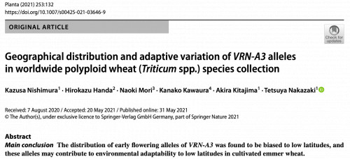 コムギのフロリゲンの一つであるVRN-A3遺伝子の変異とその多様性に関する論文がPlantaに掲載されました