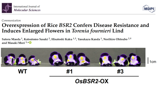 イネBSR2遺伝子の過剰発現によりトレニアへの病害抵抗性付与と花器官の大型化に成功し、その成果がInternational Journal of Molecular Sciences誌に掲載されました